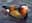 00010163: Canard Mandarin Déco