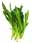 09061559: Culantro, Mexican coriander, or long coriander