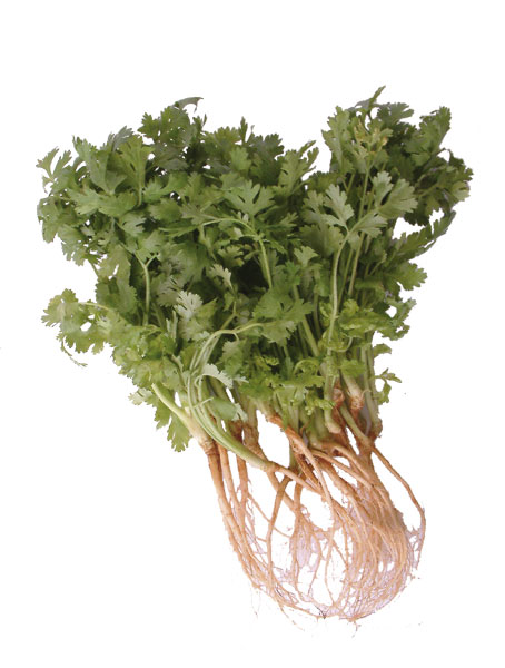 coriander-thai.jpg