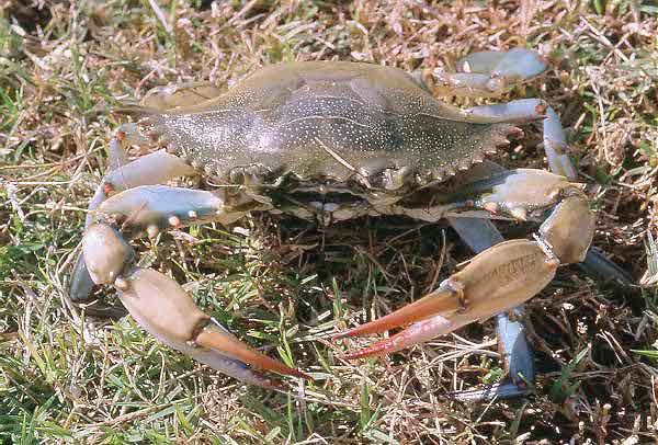 crabe-bleu.jpg
