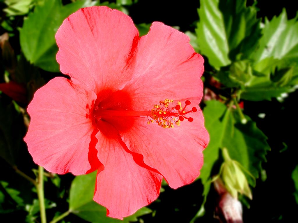 hibiscus.jpg