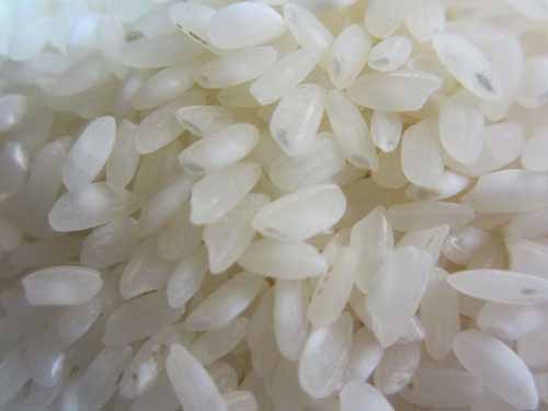 rice-japonica-2.jpg