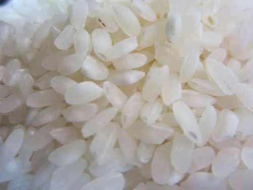 rice-japonica-3.jpg